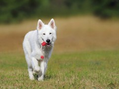Cztery kategorie najlepszych zabawek dla psów Cztery kategorie najlepszych zabawek dla psów