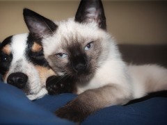 Jak przygotować się do adopcji zwierząt? Jak przygotować się do adopcji zwierząt?