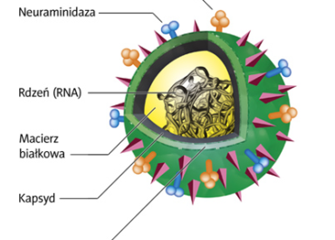 Jak objawia się grypa?