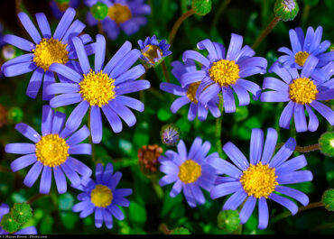 Sztuczne kwiaty – do czego je wykorzystujemy?