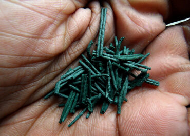 Właściwości spiruliny w proszku