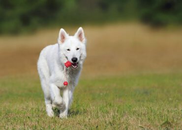 Cztery kategorie najlepszych zabawek dla psów