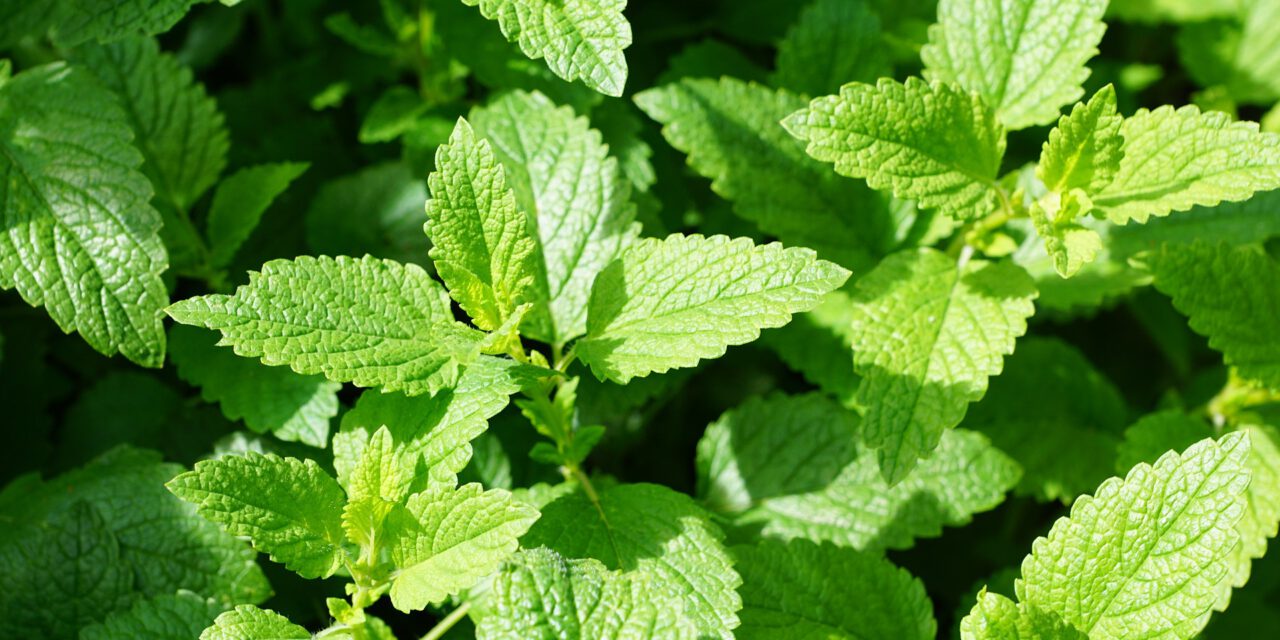 Rośliny, które powinniśmy znać