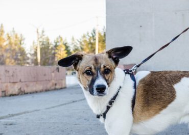 Rodzaje smyczy dla psów